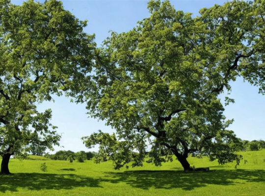 Valnøddetræet som medicinsk plante: Potentielle sundhedsmæssige fordele